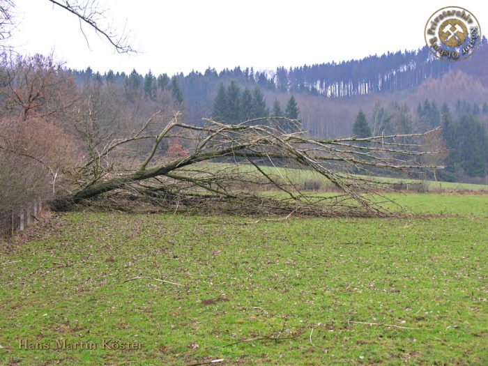 Orkan Kyrill - Windbruch im Eisenberg 2007