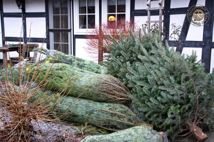 Gierskopp - Weihnachtsbaumverkauf auf dem Schultenhof